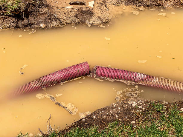 Best Flood damage cleanup  in Wabasha, MN